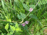 DSC00537.JPG