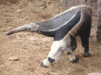 arikui002.jpg