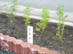 20100729-2.jpg