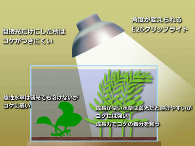 黒ヒゲ藻 黒ゴケ は酢漬けで赤くしてやろう 食いそうで食わない