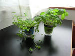 2011_0627_072834-CIMG8485.JPG