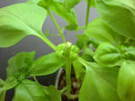 2011_0627_072902-CIMG8486.JPG