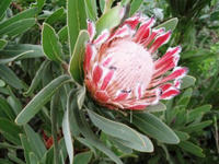 花２