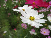 花１