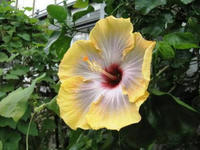 花３