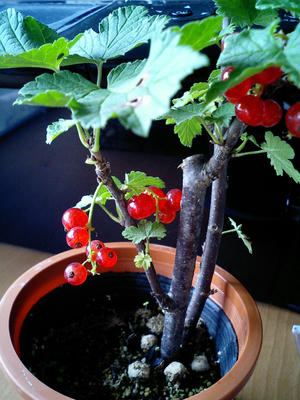 CA250399.jpg