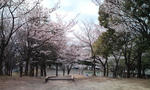 hanami09_10.jpg