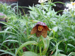 DSC00284.JPG