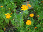 DSC00350.JPG