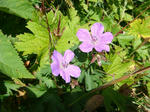 DSC00359.JPG