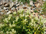 DSC00376.JPG