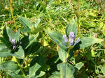 DSC00357.JPG