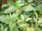 DSC00677.JPG