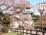 DSC00108.JPG