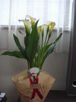 DSC00786.JPG