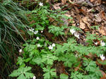 DSC00884.JPG
