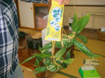 DSC01041.JPG