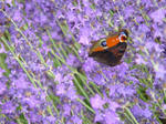 DSC01123.JPG