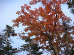 DSC01524.JPG