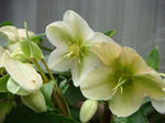DSC02126.JPG
