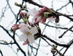 sakura.jpg