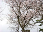 DSC02215.JPG