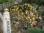 DSC02221.JPG