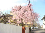 DSC02278.JPG