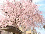 DSC02279.JPG