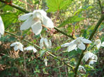DSC02323.JPG