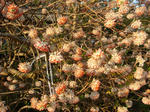 DSC02334.JPG