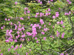 DSC02507.JPG