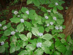 DSC02522.JPG