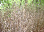 DSC02513.JPG