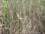 DSC02501.JPG
