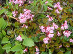 DSC02536.JPG