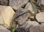 DSC02545.JPG