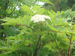 DSC02531.JPG
