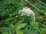 DSC02709.JPG