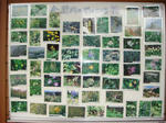 DSC02727.JPG