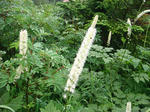 DSC02730.JPG