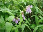 DSC02736.JPG