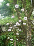 DSC02832.JPG
