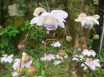 DSC02835.JPG