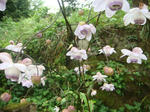 DSC02836.JPG