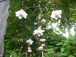 DSC02837.JPG