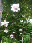 DSC02838.JPG