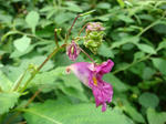 DSC02840.JPG