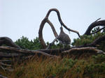 DSC02955.JPG