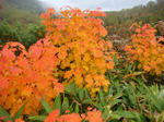DSC02965.JPG